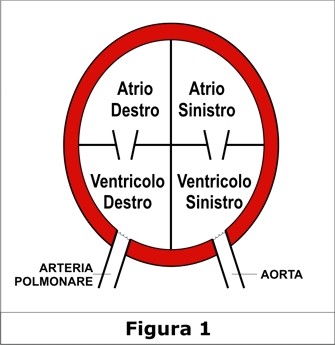 Il Cuore - Atrio e Ventricolo